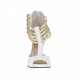 Scarpa aperta da donna con cerniera e cinturini in pelle bianca e vernice platino con plateau tacco 10 - Misure disponibili: 34, 42, 43